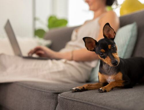 Successfully Moving with Your Pet