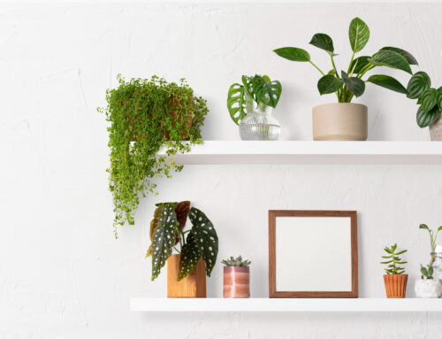 The Ultimate Guide to Apartment-Friendly Plants for Every Lifestyle
